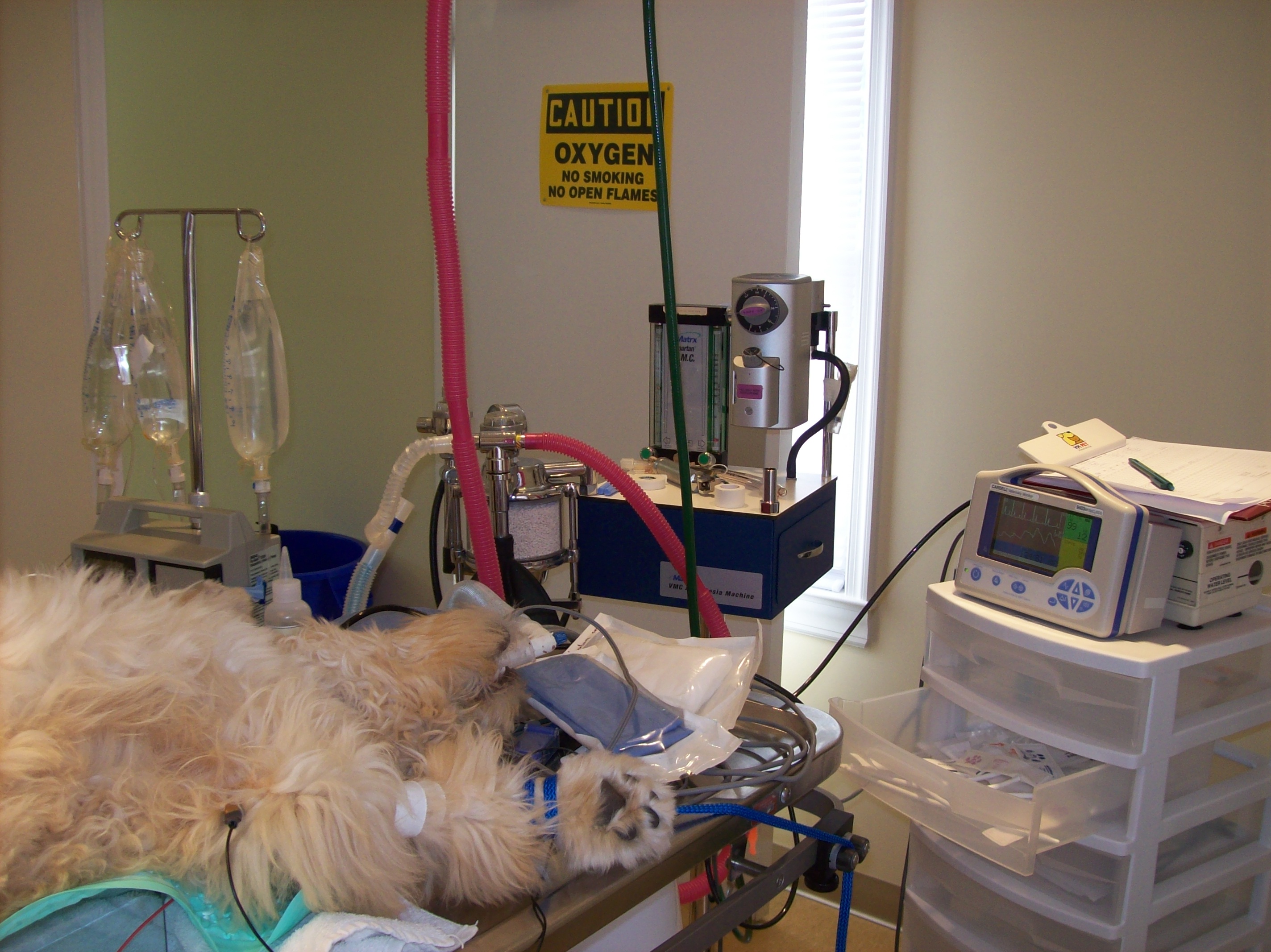Dog being monitored under anesthesia during spay at the Monroe Animal Hospital
