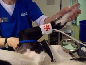 Anesthesia monitoring including blood pressure at the Monroe Animal Hospital