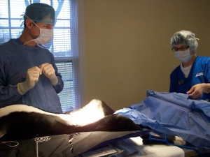 Dr. Hornstein draping a dog before neuter surgery at the Monroe Animal Hospital
