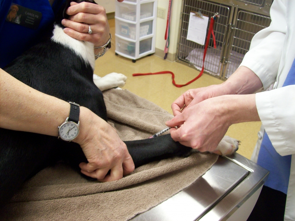 Blood being drawn for pre-surgery bloodwork at the Monroe Animal Hospital