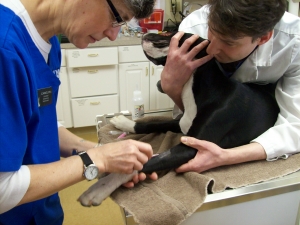 An IV catheter being placed on a dog before neuter surgery at the Monroe Animal Hospital